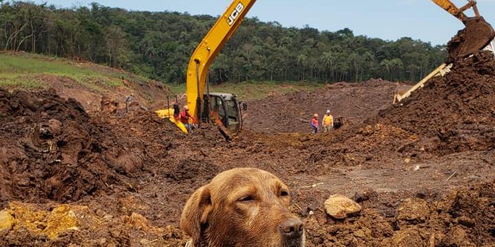 (Corpo de Bombeiros de Goiás/Divulgação)