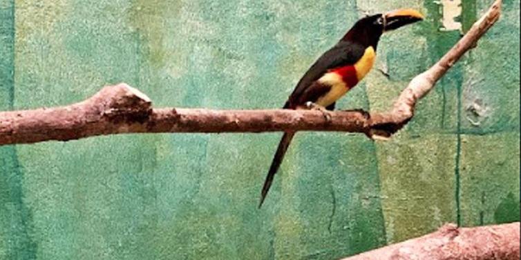 (Divulgação Parque das Aves)