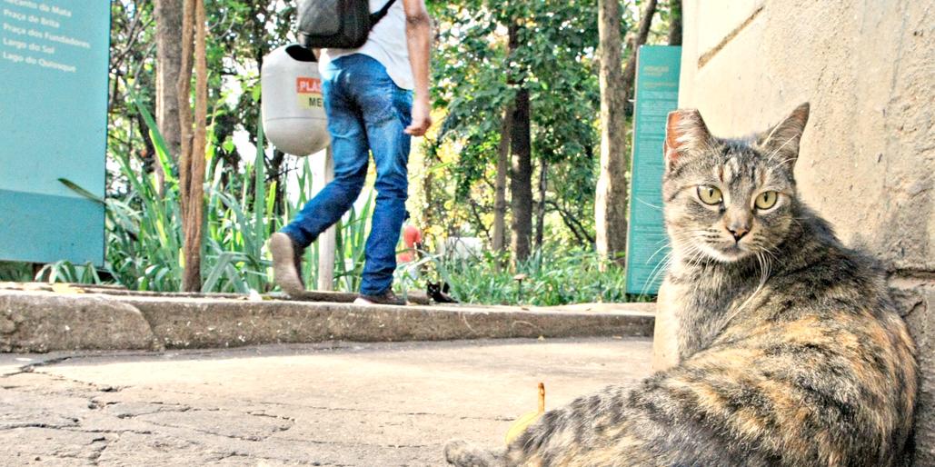 Horário de funcionamento será alterado para a realização do reforço anual da vacinação dos gatos que vivem no Parque Municipal contra o vírus da raiva (Lucas Prates / arquivo Hoje em Dia)