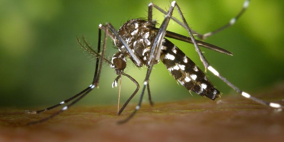 Aedes aegypti é originário do Egito e vem se espalhando pelas regiões tropicais e subtropicais do planeta desde o século 16 (Pixabay)