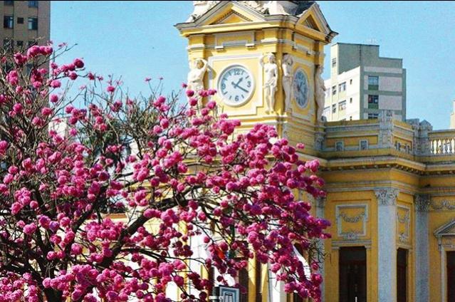 Os mais comuns são os de coloração rosa, com um total de 9.768 árvores em BH (Maurício Vieira/Hoje em Dia )