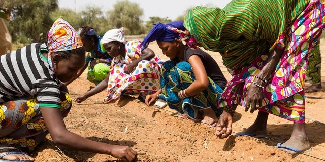 (The Great Green Wall/Divulgação)