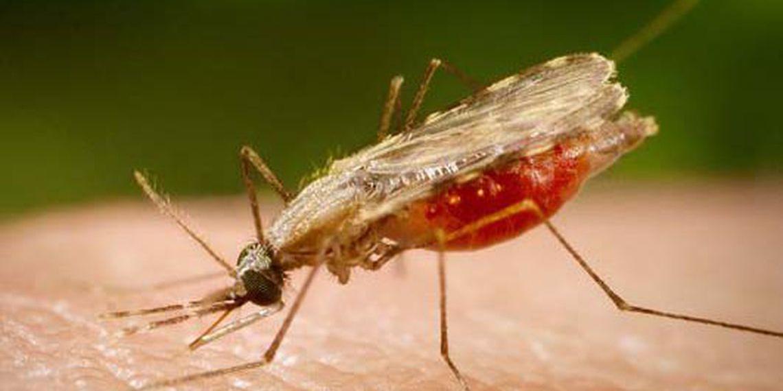 (Portal Biologia/divulgação)
