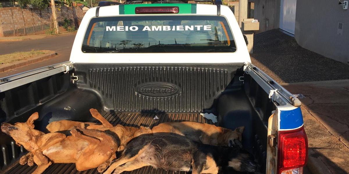 (Divulgação/Polícia Militar Ambiental)