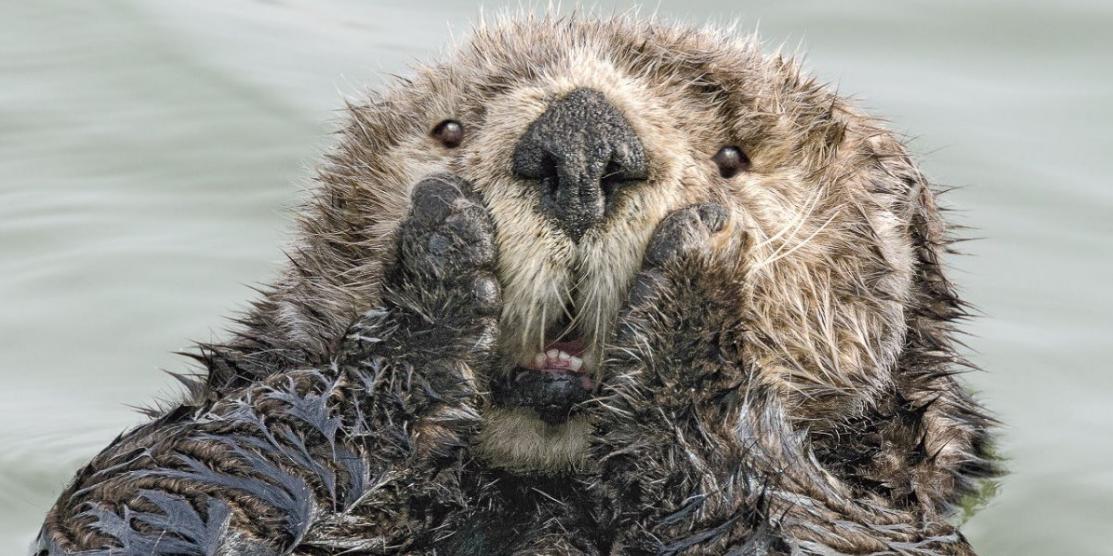 (Harry Walker/ CWPA 2019)