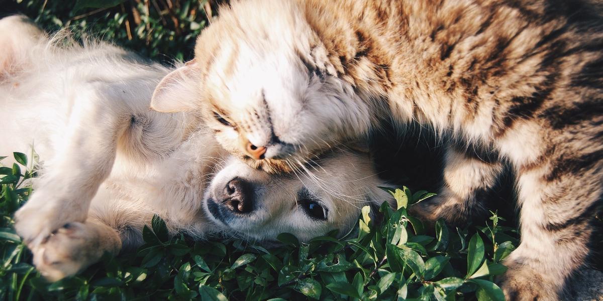 No Centro de Esterilização de Cães e Gatos é disponibilizada a vacina antirrábica animal e também são realizadas cirurgias de castração (Pixabay)