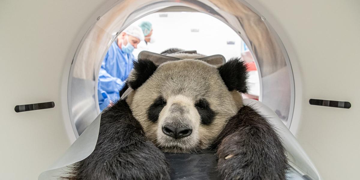 (IZW / Zoo Berlin )