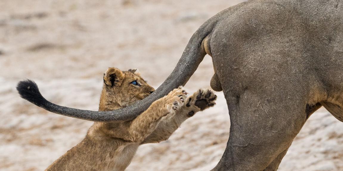 15 animais engraçados por natureza: fotos, memes e curiosidades