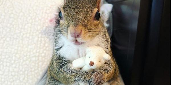 (Reprodução / Jill The Squirrel )