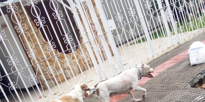  (Divulgação/ Guarda Municipal)