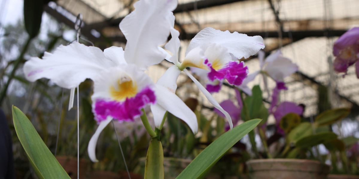 Beleza imortal: cuidados simples dão vida longa às orquídeas o ano inteiro