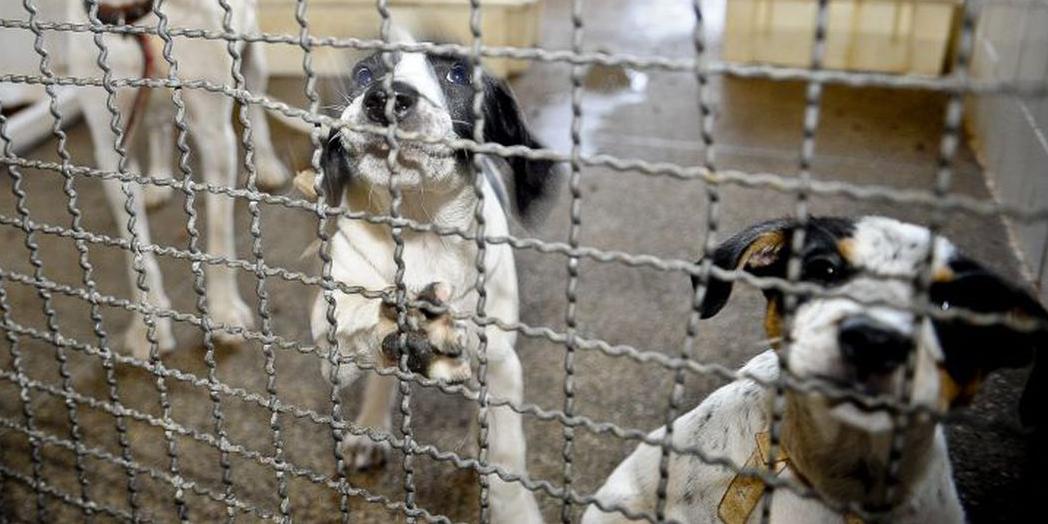 Deverão ser feitas, também, inspeções diárias do bem-estar e saúde dos animais (Fábio Pozzebom/Agência Brasil)