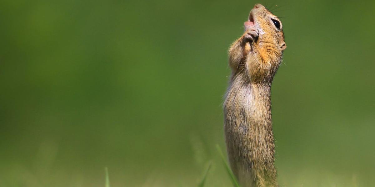 (©️ Roland Kranitz/ Comedy Wildlife Photo Awards 2020.)