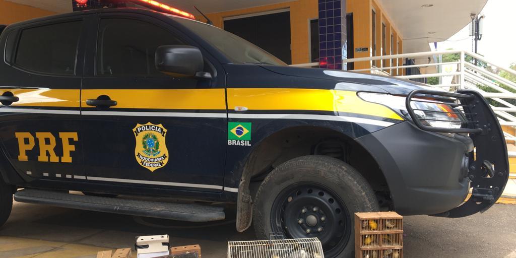 (PRF/DIVULGAÇÃO)