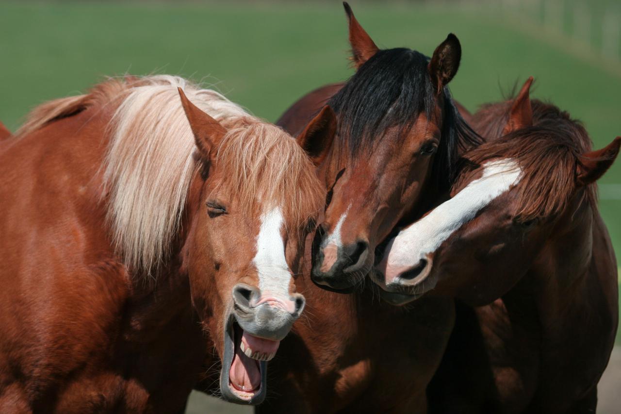 Pelo fim do abate de cavalos