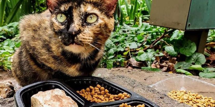  (SOS Gatinhos do Parque/Divulgação )