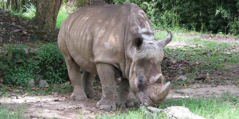 (Divulgação/ Jardim Zoológico/ Suziane Fonseca)