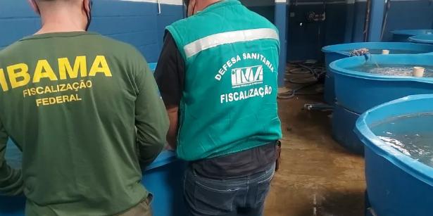 (Ibama/Divulgação)
