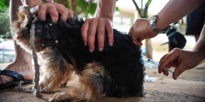 Até o dia 30 de junho deste ano, não havia registro de ocorrência em cães e gatos (Marcelo Camargo/Agência Brasil)
