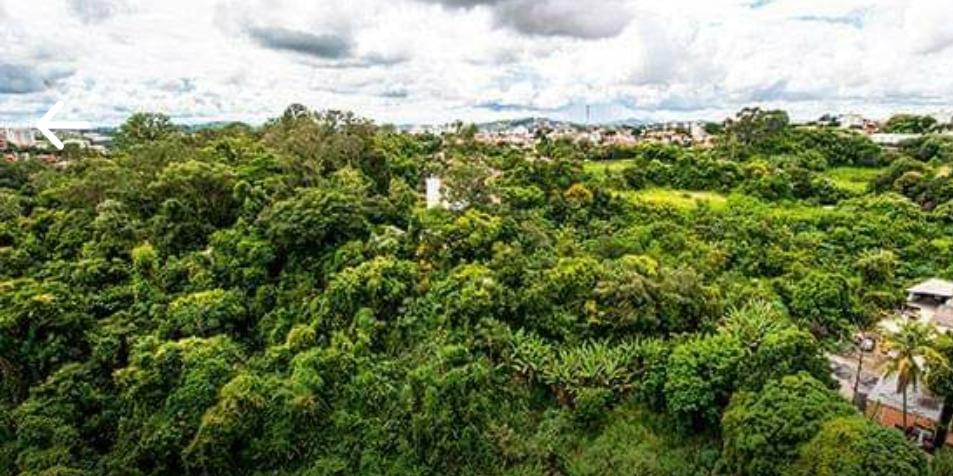 (Foto: Movimento Salve a Mata do Planalto/ Divulgação)