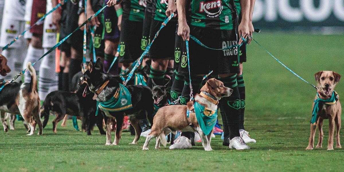 Jogadores do América entraram em campo contra o Athletic, no último sábado (5), juntos de animais para adoção (Reprodução / Redes Sociais América Futebol Clube)