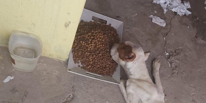 (Divulgação / Adote um Pitbull)