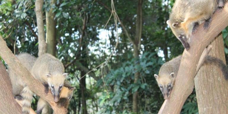 Há 15 anos, uma parceria entre a PBH e a UFMG realiza o manejo dos quatis do Parque das Mangabeiras (Nadja Simbera / PBH / Divulgação)