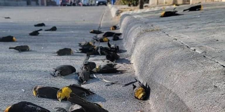 Várias aves caíram mortes sem motivo aparente nas ruas de Cuauhtémoc, no México (Reprodução / Seguridad Publica)
