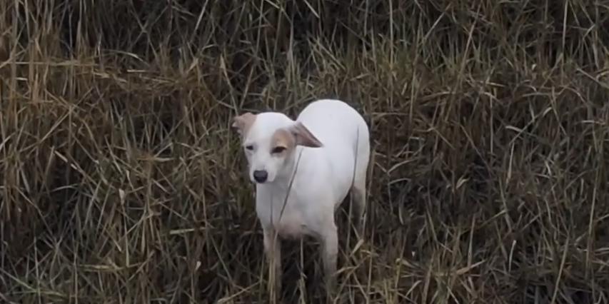A jack russel Millie fugiu da coleira e quase foi capturada por uma linguiça presa num drone (Facebook / denmeaddronesar / Reprodução)
