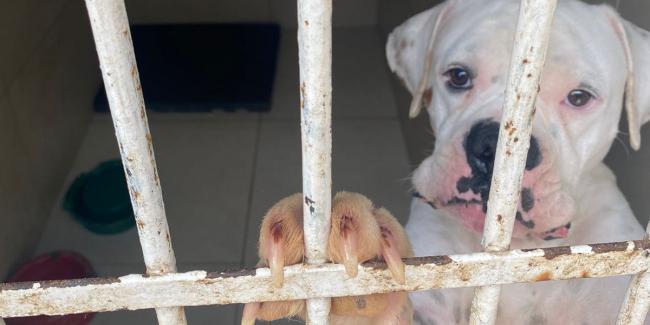 Além de agressões, são considerados maus-tratos o abandono, falta de cuidados com a higiene do animal e manter o bicho em local insalubre, sem água e comida (Ministério Público MG / Divulgação)