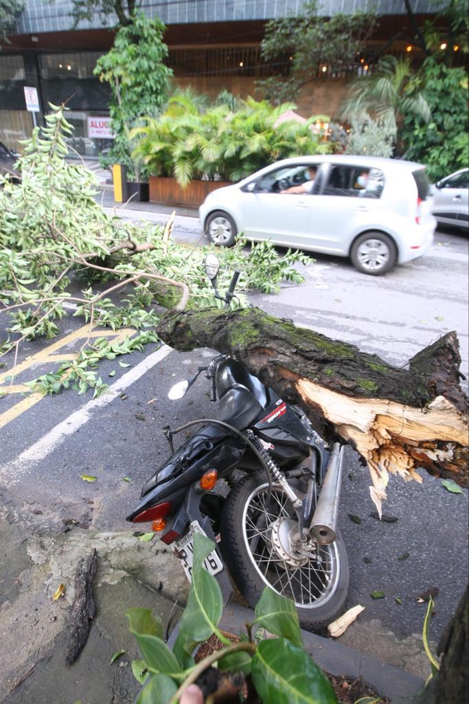 Árvore caiu em cima de uma moto na rua Antônio de Albuquerque, na Savassi (Maurício Vieira / Hoje em Dia)