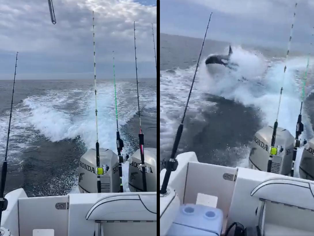 Orca persigue el barco con los pescadores en México;  el video de la escena se vuelve viral en la web