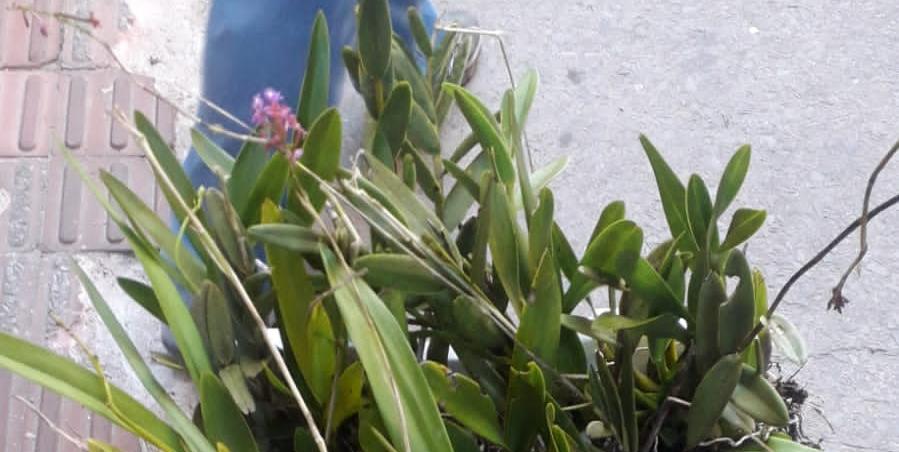 Orquídeas apreendidas no Centro de BH (Foto: PBH/ Divulgação)