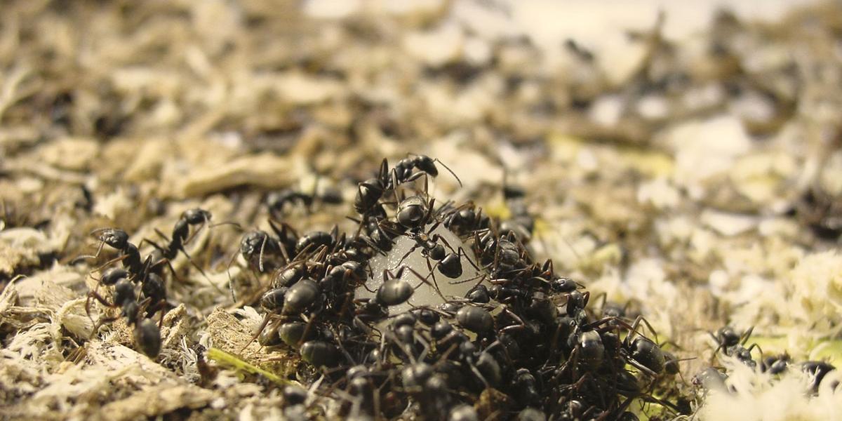 Cientistas conseguiram ensinar formigas da espécie Formica fusca para detectar o cheiro de células cancerosas (Wikimnedia / Sedeer El-Showk / Creative Commons)