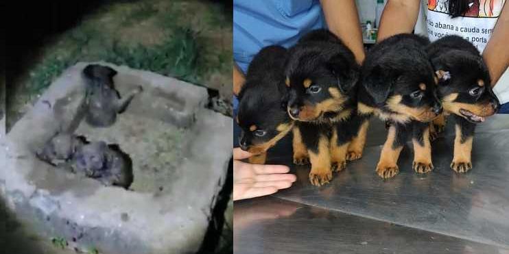 Filhotes vítimas de maus-tratos são resgatados tentando se amamentar em  cadela morta em MS, Mato Grosso do Sul