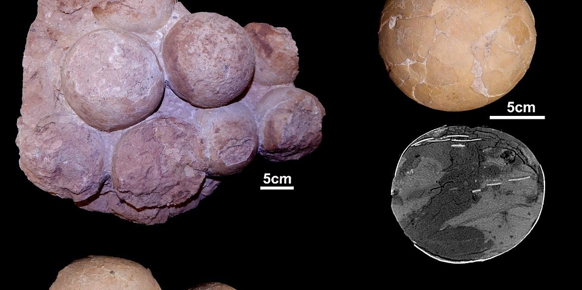 Cientistas encontram em Uberaba o primeiro ninho de dinossauro já descoberto no país (UFTM / Divulgação)