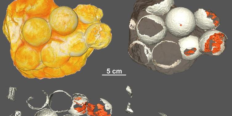 Análise dos ovos de dinossauros descobertos em Uberaba (Thiago Marinho / Departamento de Ciências Biológicas da UFTM / Divulgação)
