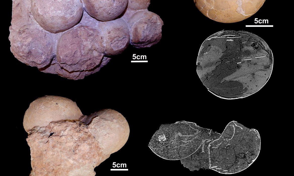 Cientistas encontraram ninho de ovos fossilizados de dinossauros da espécie titanossauro (Departamento de Ciências Biológicas da UFTM / Divulgação)