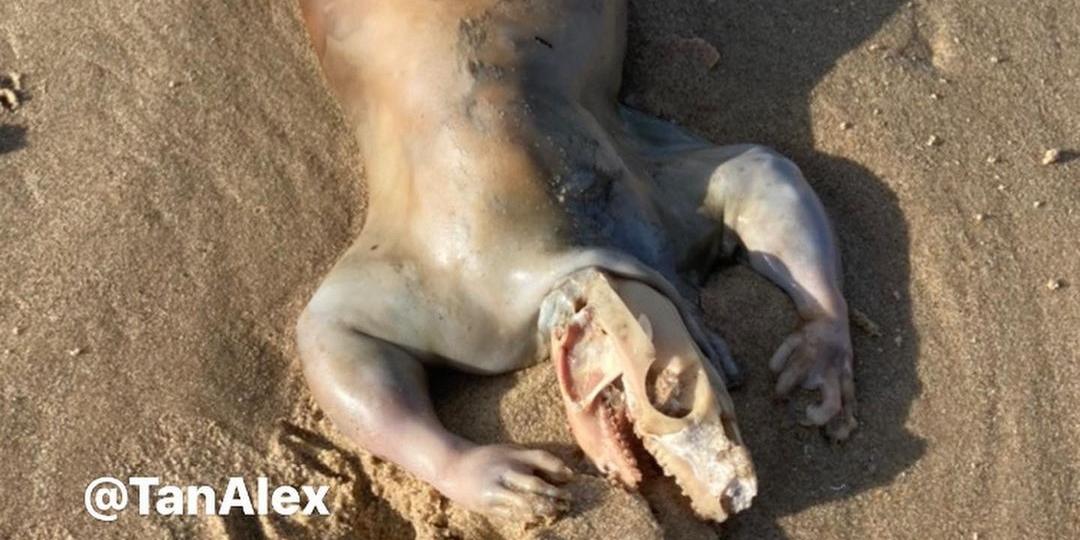 Criatura descoberta na praia Maroochydore, na Austrália, seria um canguru, gambá ou "alienígena"? (Instagram / tanalex / Reprodução)