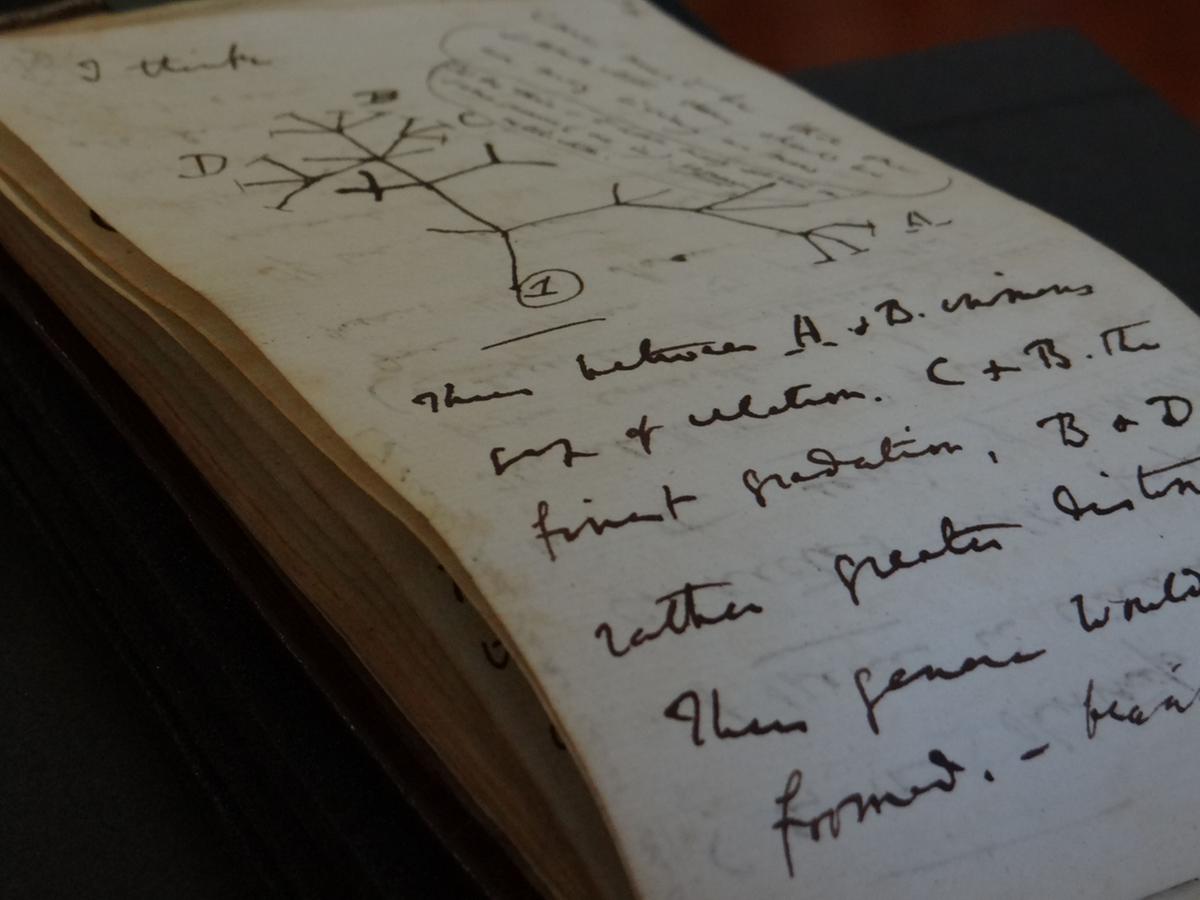 Diários de Charles Darwin que estavam sumidos são avaliados em milhões de reais (Stuart Roberts / Cambridge University Library / Divulgação)