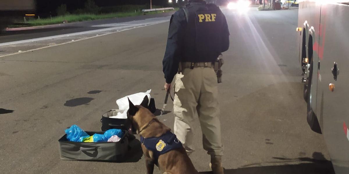 PRF apreende 35 kg de cloridrato de cocaína em ônibus de carreira em Pouso Alegre (PRF / Divulgação)