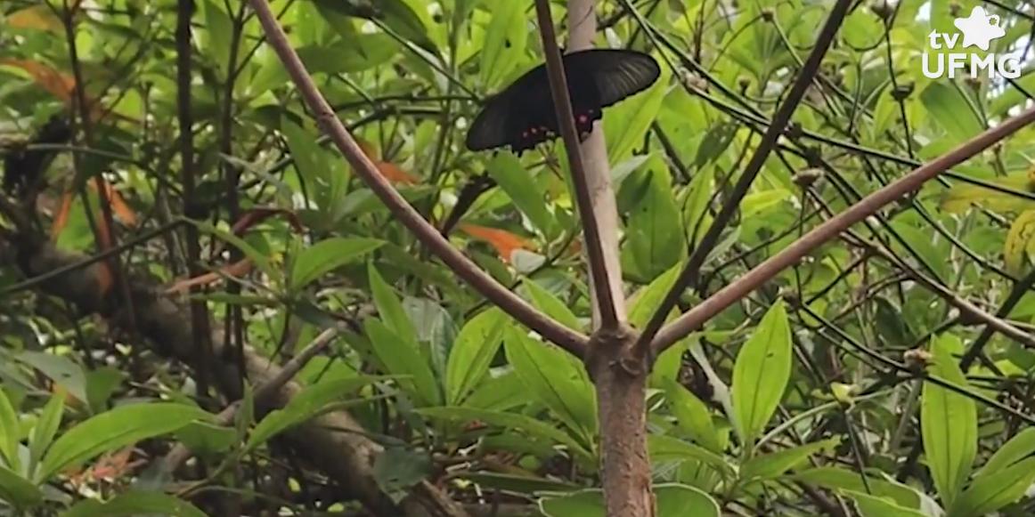 Exemplar da rara borboleta Ribeirinha é registrado em Minas por pesquisadores da UFMG (YouTube / TV UFMG / Reprodução)