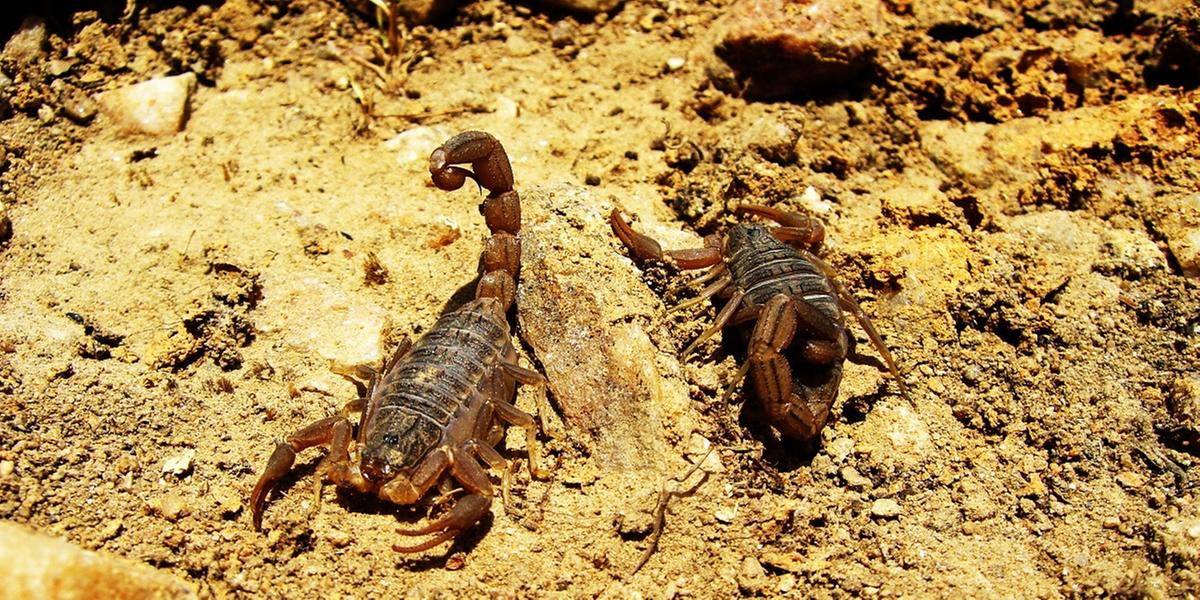 Cientistas confirmaram a teoria do Indiana Jones de que escorpiões pequenos são mais venenosos (Freeimages / Divulgação)