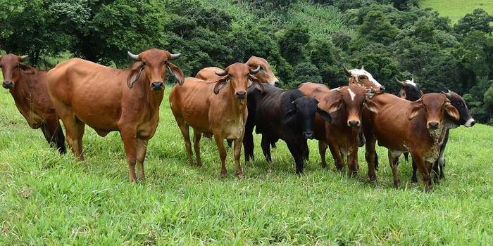 Medida deve abrir novos mercados e valorizar a carne bovina mineira. Neste ano, as etapas de vacinação de maio e novembro devem ser cumpridas normalmente (Fabiana pfernandes/Pixabay)