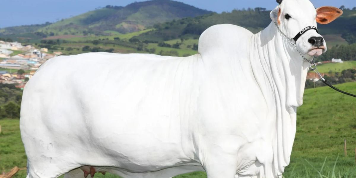 Vaca é avaliada em quase R$ 8 milhões em leilão na ExpoZebu (Casa Branca Agropastoril / Divulgação)