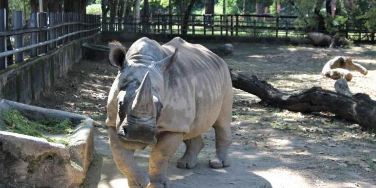 Luna superou a expectativa de vida da espécie sob cuidados humanos (Suziane Brugnara)