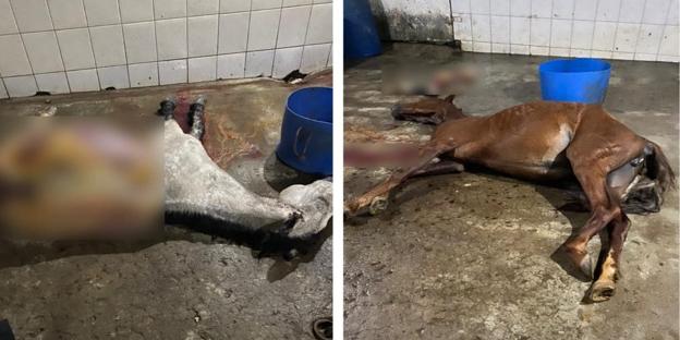 Animal em abatedouro clandestino em Mercês. (Divulgação /  PCMG)