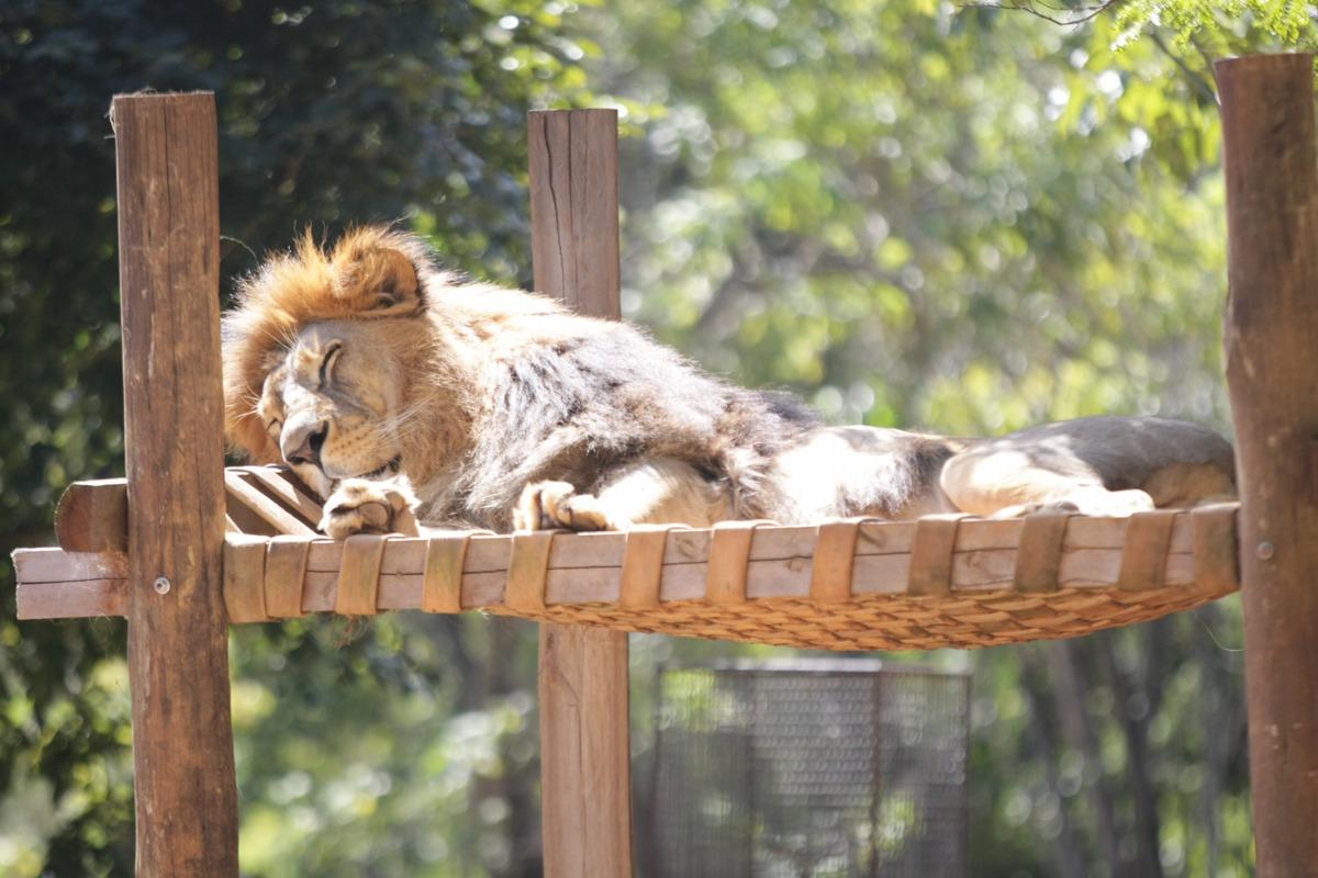 No inverno, alguns animais buscam o sol para se manter aquecido. (Fernando Michel)