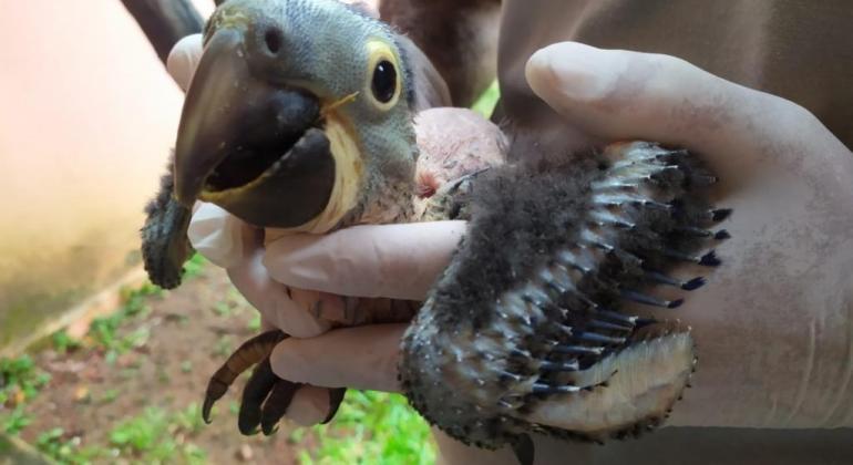(Zoológico de Belo Horizonte / Divulgação)