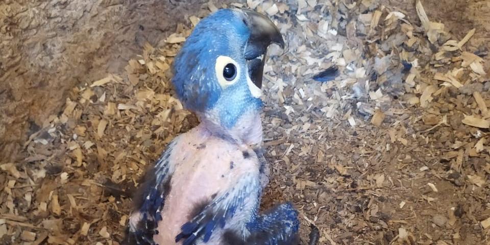 Arara passa bem!!
(Zoológico de Belo Horizonte)